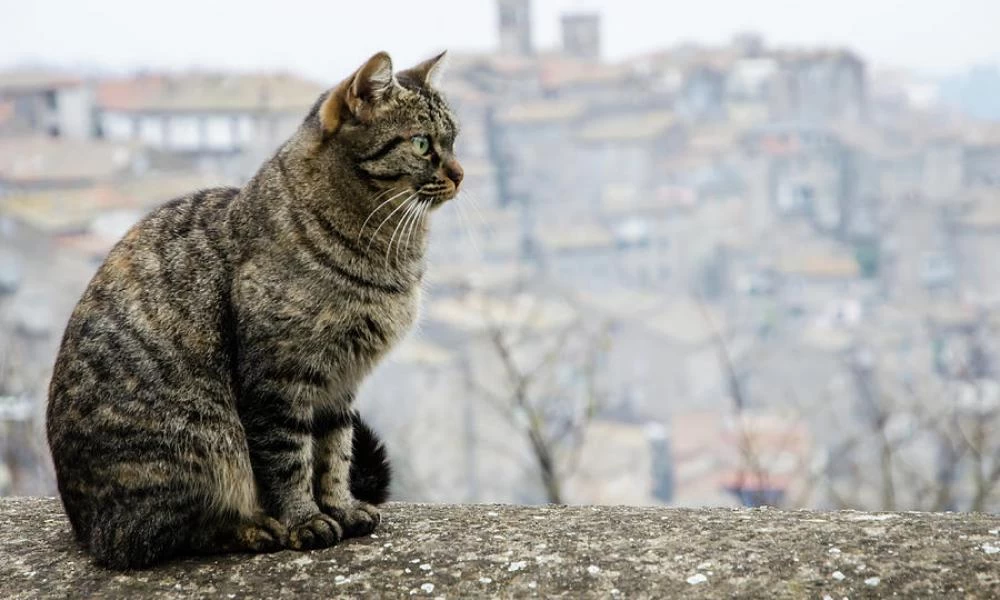Πως μία γάτα έστειλε στο νοσοκομείο ηλικιωμένο άνδρα – Βίντεο